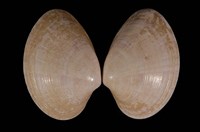 藏品(中華長文蛤 )的圖片